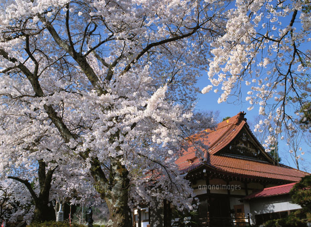 桜咲く実相寺 山梨県
(c)KATSUHIRO YAMANASHI/SEBUN PHOTO