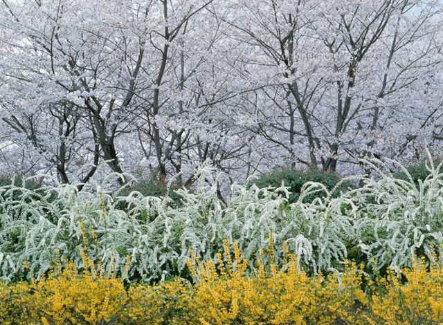 レンギョウとユキヤナギとサクラ
(c)KATSUHIRO YAMANASHI/SEBUN PHOTO