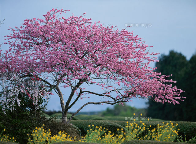 ハナモモ 富士市 静岡県
(c)KATSUHIRO YAMANASHI/SEBUN PHOTO