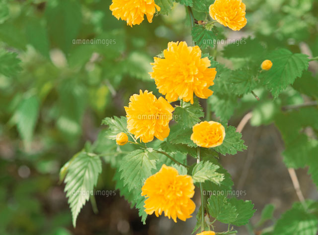ヤマブキ
(c)KATSUHIRO YAMANASHI/SEBUN PHOTO