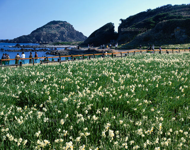 水仙咲く爪木崎 下田市 静岡県
(c)KATSUHIRO YAMANASHI/SEBUN PHOTO