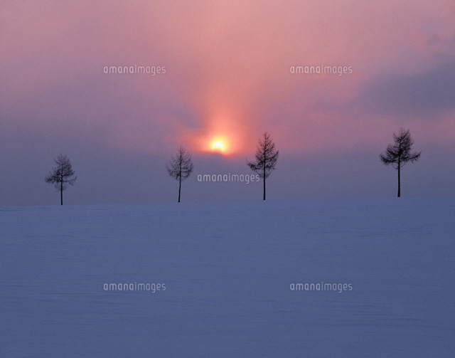雪原の木立と夕陽 女満別市 北海道
(c)KATSUHIRO YAMANASHI/SEBUN PHOTO
