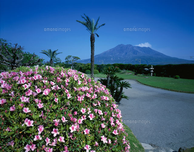ツツジ咲く磯庭園より桜島 鹿児島県
(c)KATSUHIRO YAMANASHI/SEBUN PHOTO