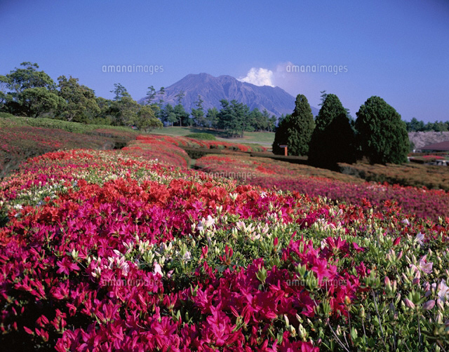 吉野公園より桜島 鹿児島県
(c)KATSUHIRO YAMANASHI/SEBUN PHOTO