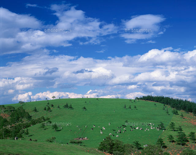 放牧 美ヶ原高原 長野県
(c)KATSUHIRO YAMANASHI/SEBUN PHOTO