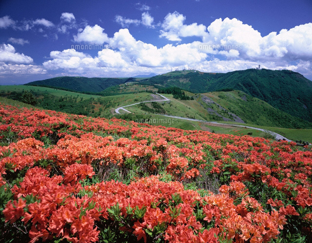 レンゲツツジ咲く美ガ原高原 長野県
(c)KATSUHIRO YAMANASHI/SEBUN PHOTO