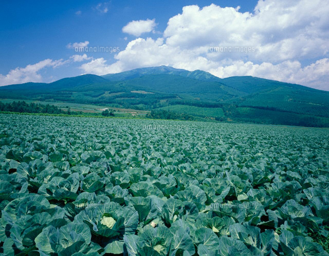 嬬恋村のキャベツ畑 群馬県
(c)KATSUHIRO YAMANASHI/SEBUN PHOTO