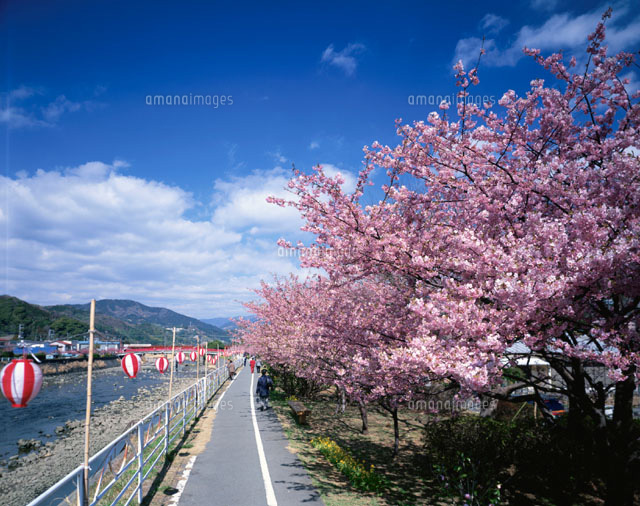 河津桜と河津川 静岡県
(c)KATSUHIRO YAMANASHI/SEBUN PHOTO