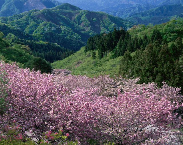 八重桜咲くさくらの里 群馬県
(c)KATSUHIRO YAMANASHI/SEBUN PHOTO