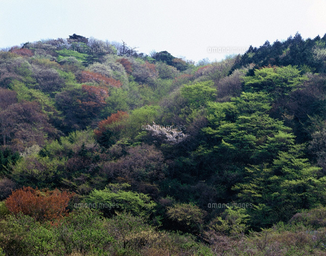 山桜咲く山麓 静岡県
(c)KATSUHIRO YAMANASHI/SEBUN PHOTO