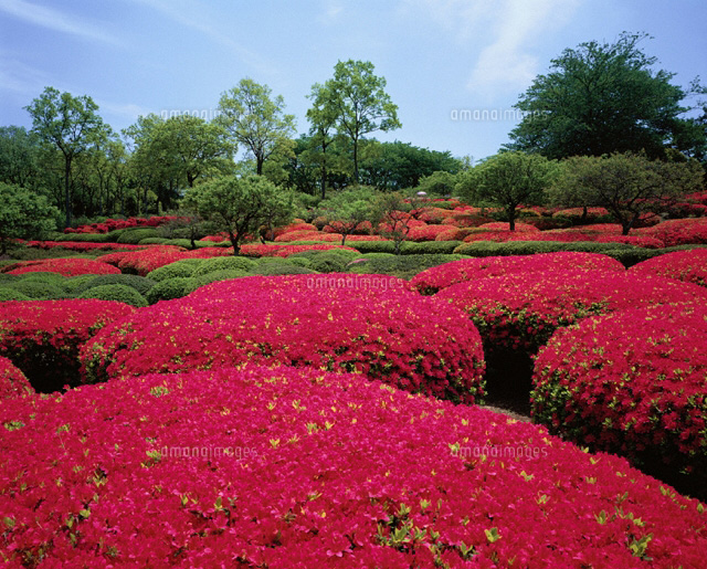 ツツジ咲く小室山公園 伊東市 静岡県
(c)KATSUHIRO YAMANASHI/SEBUN PHOTO