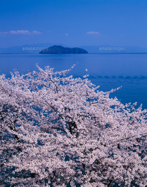 桜と竹生島 マキノ町 滋賀県
(c)KATSUHIRO YAMANASHI/SEBUN PHOTO