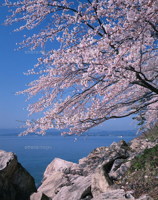 海津大崎の桜 マキノ町 滋賀県
(c)KATSUHIRO YAMANASHI/SEBUN PHOTO