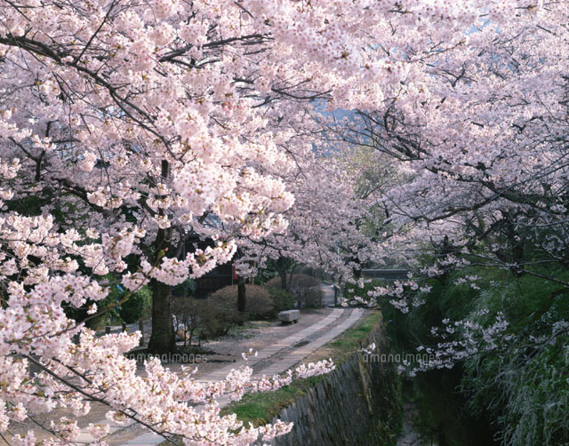 桜咲く哲学の道 京都
(c)KATSUHIRO YAMANASHI/SEBUN PHOTO