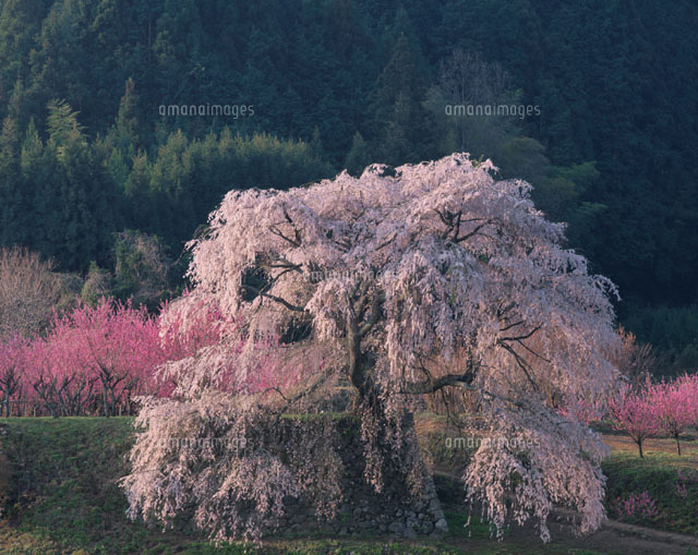 又兵衛桜 大字陀町 奈良県
(c)KATSUHIRO YAMANASHI/SEBUN PHOTO