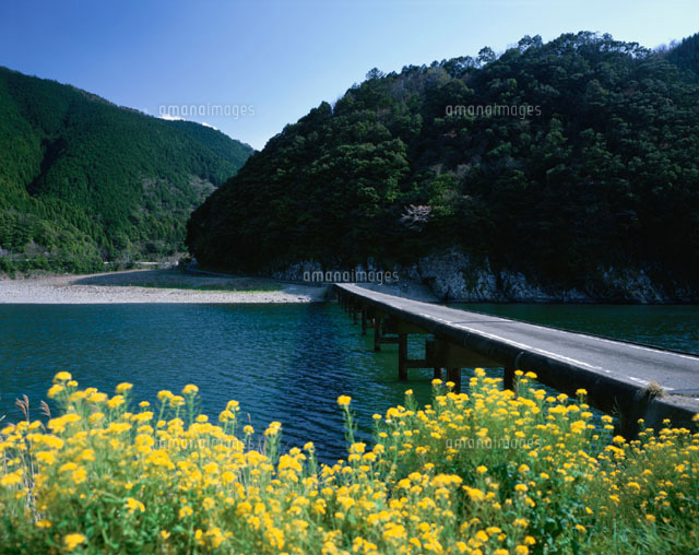 四万十川の岸に咲く菜の花と沈下橋 西土佐村 高知県
(c)KATSUHIRO YAMANASHI/SEBUN PHOTO