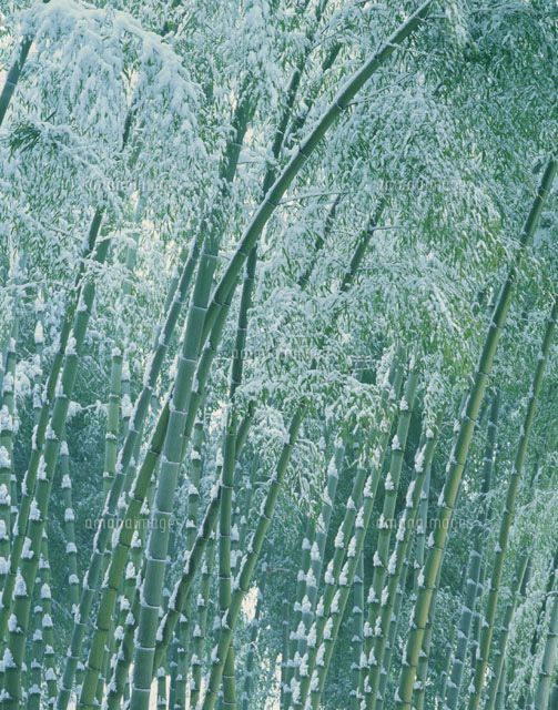雪の竹林
(c)KATSUHIRO YAMANASHI/SEBUN PHOTO