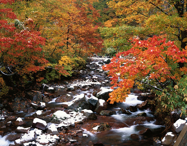 雪の玉川と紅葉 秋田県
(c)KATSUHIRO YAMANASHI/SEBUN PHOTO