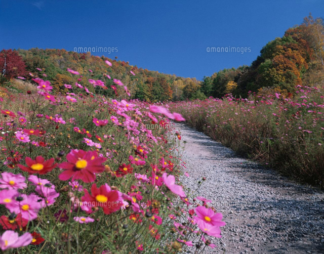 秋のコスモスの咲く道(ピンク) 群馬県
(c)KATSUHIRO YAMANASHI/SEBUN PHOTO
