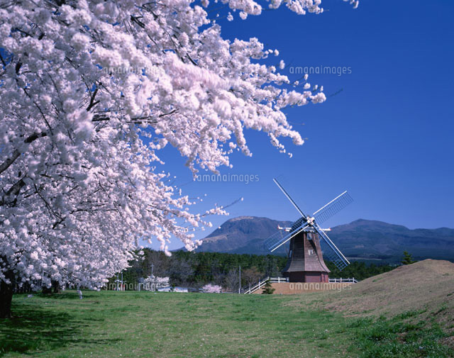 太胡ぐりーんふらわー牧場 大胡町 群馬
(c)KATSUHIRO YAMANASHI/SEBUN PHOTO