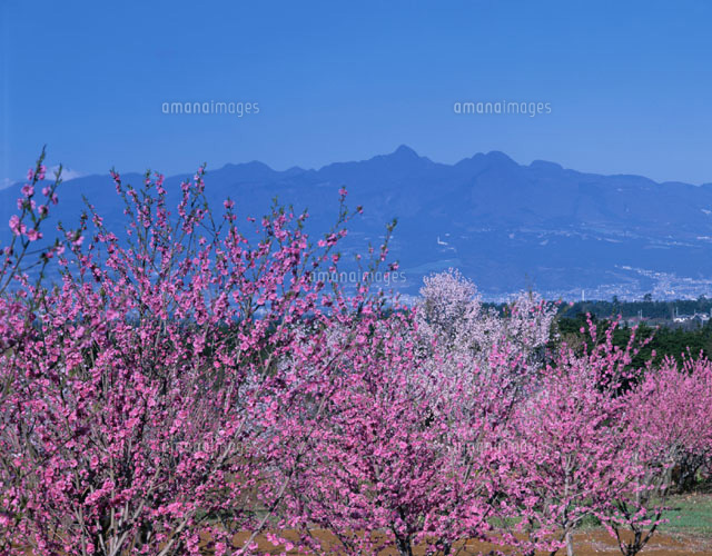 花桃と榛名連山 前橋市 群馬県
(c)KATSUHIRO YAMANASHI/SEBUN PHOTO