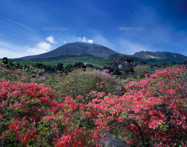 ヤマツツジと浅間山 嬬恋村 群馬県
(c)KATSUHIRO YAMANASHI/SEBUN PHOTO