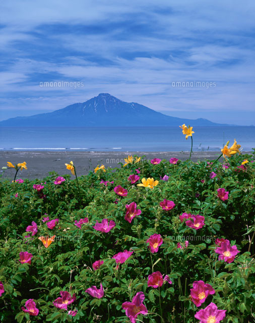 サロベツ原野の花と利尻富士 豊富町 北海
(c)KATSUHIRO YAMANASHI/SEBUN PHOTO