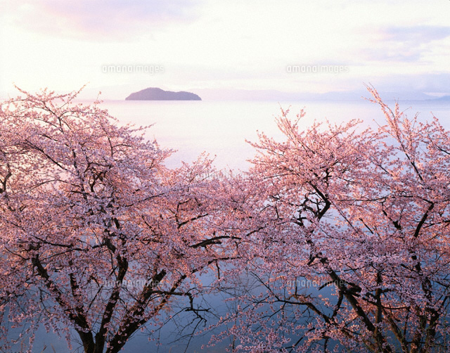 朝の桜と竹生島 マキノ町 滋賀県
(c)KATSUHIRO YAMANASHI/SEBUN PHOTO