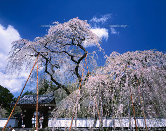 枝垂れ桜と清雲寺 荒川村 埼玉県
(c)KATSUHIRO YAMANASHI/SEBUN PHOTO