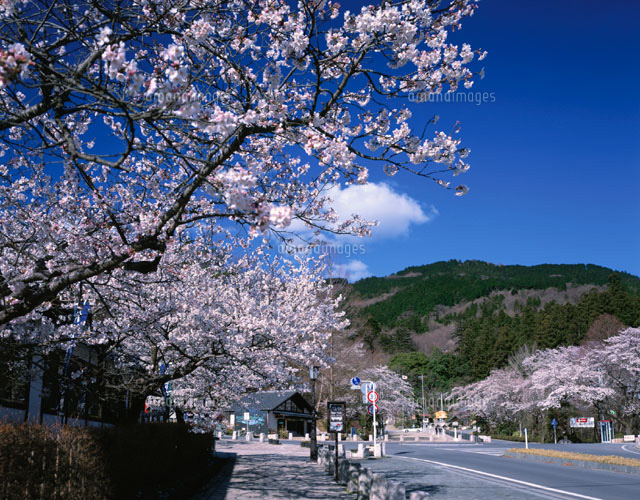 桜と宝登山 長瀞町 埼玉県
(c)KATSUHIRO YAMANASHI/SEBUN PHOTO