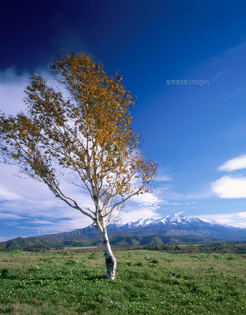秋の草原の一本の木と大雪山 上川町 北海道
(c)KATSUHIRO YAMANASHI/SEBUN PHOTO