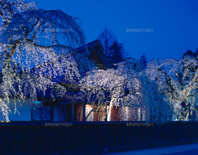 桜と伝承館夜景 角館町 秋田県
(c)KATSUHIRO YAMANASHI/SEBUN PHOTO