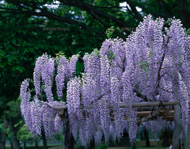 フジの花
(c)KATSUHIRO YAMANASHI/SEBUN PHOTO