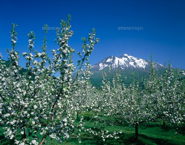 リンゴの花と岩木山 青森県
(c)KATSUHIRO YAMANASHI/SEBUN PHOTO