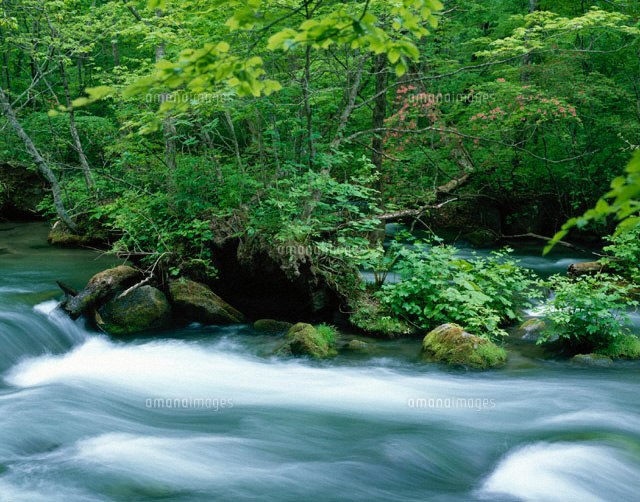 奥入瀬渓流の清流 青森県
(c)KATSUHIRO YAMANASHI/SEBUN PHOTO