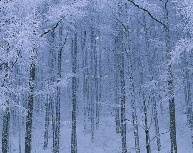 霧氷
(c)KATSUHIRO YAMANASHI/SEBUN PHOTO