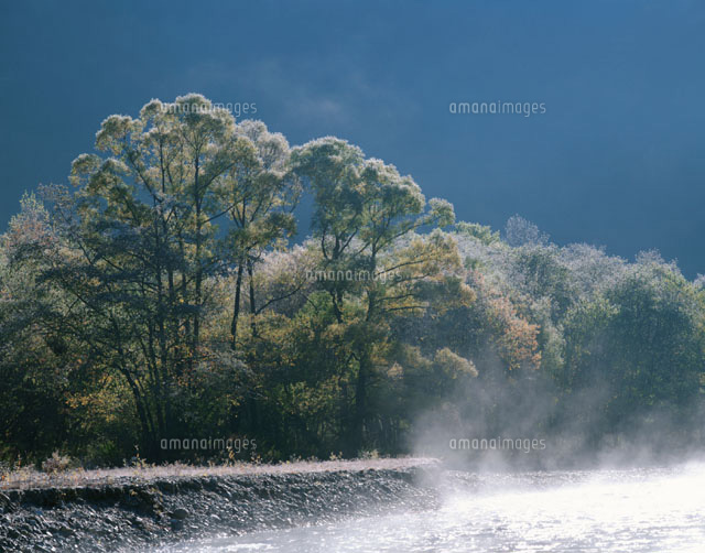 朝のケショウヤナギ 上高地 長野県
(c)KATSUHIRO YAMANASHI/SEBUN PHOTO