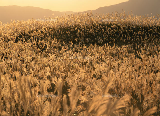 曽爾高原の夕景(茶色) 曽爾村 奈良県
(c)KATSUHIRO YAMANASHI/SEBUN PHOTO