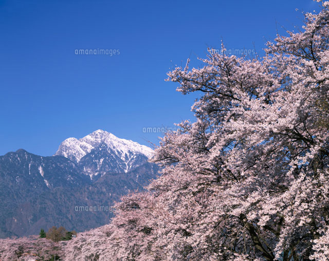 桜の木と甲斐駒ケ岳 武川村 山梨県
(c)KATSUHIRO YAMANASHI/SEBUN PHOTO