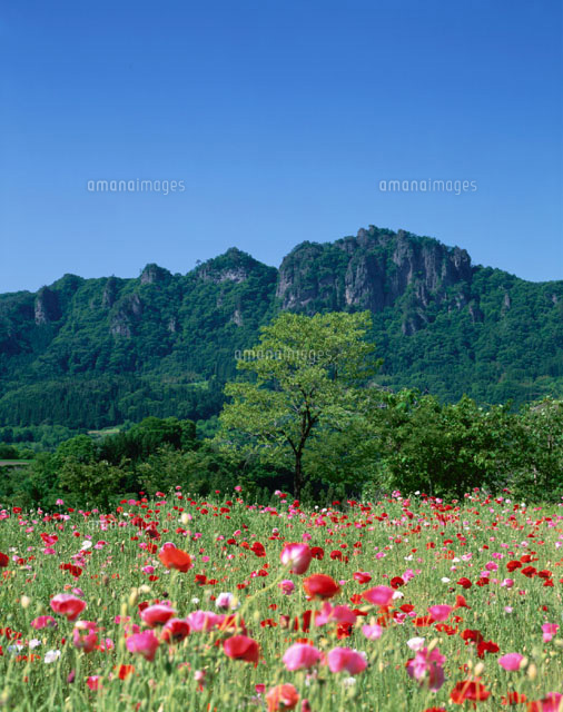 ポピーの花畑と岩櫃山 吾妻町 群馬県
(c)KATSUHIRO YAMANASHI/SEBUN PHOTO
