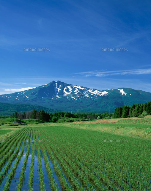 水田と鳥海山の田園風景 仁賀保町 秋田県
(c)KATSUHIRO YAMANASHI/SEBUN PHOTO