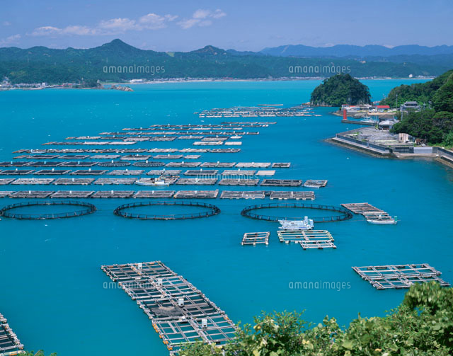 マグロと鯛の養殖
(c)KATSUHIRO YAMANASHI/SEBUN PHOTO