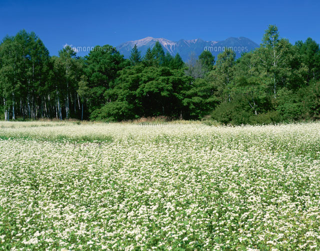 ソバ畑と御嶽山 長野県
(c)KATSUHIRO YAMANASHI/SEBUN PHOTO