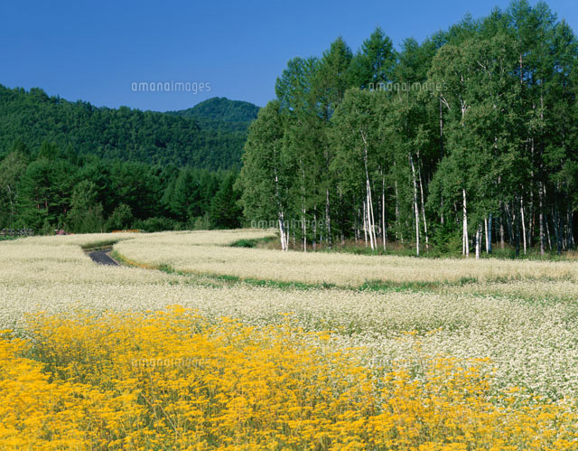 オミナエシとソバの花畑 長野県
(c)KATSUHIRO YAMANASHI/SEBUN PHOTO