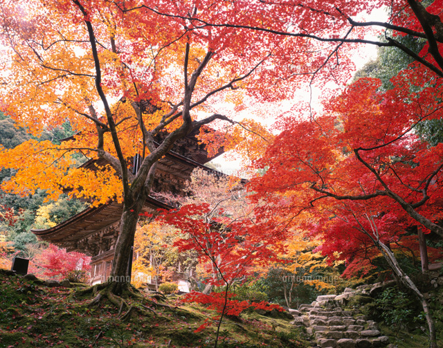 紅葉の西明寺三重塔
(c)KATSUHIRO YAMANASHI/SEBUN PHOTO