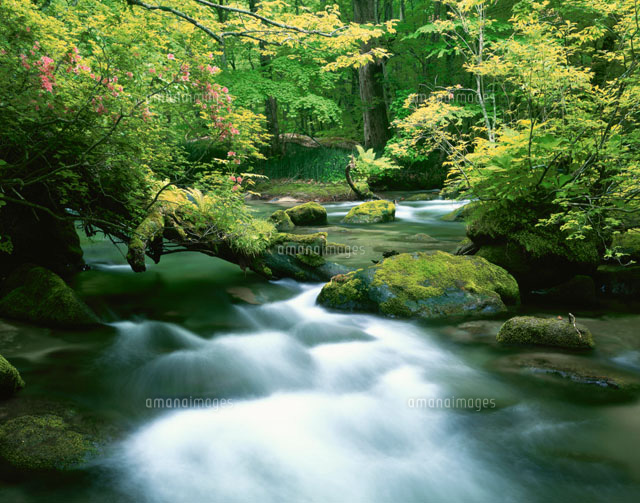 ツツジ咲く奥入瀬渓流
(c)KATSUHIRO YAMANASHI/SEBUN PHOTO