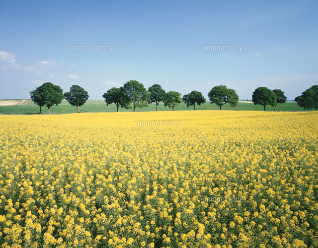 菜の花と立木 シャンパーニュ地方 フランス
(c)ART YES CO.LTD/SEBUN PHOTO