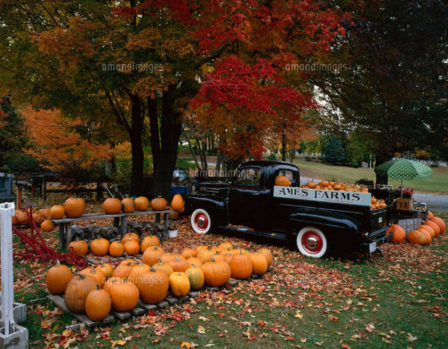 ハロウィンガーデン
(c)ART YES CO.LTD/SEBUN PHOTO