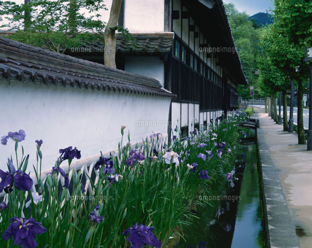 水路の花菖蒲 津和野 島根県
(c)TSUTAE ICHIKAWA/SEBUN PHOTO