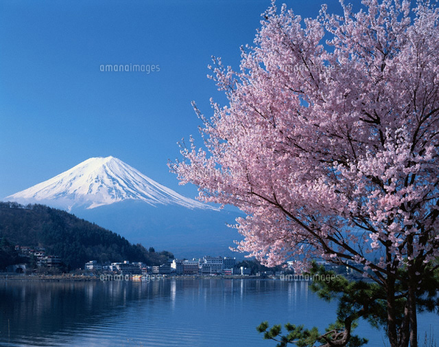 桜と富士山と河口湖
(c)TSUTAE ICHIKAWA/SEBUN PHOTO